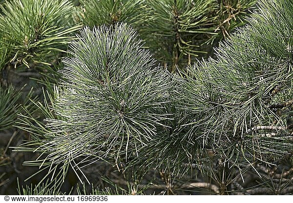 Hornbrook-Zwergkiefer (Pinus nigra 'Hornibrookiana').