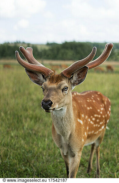 Horned deer standing on grass at field