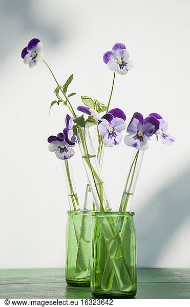 Horned violets standing in used glass tubes of vanila beans