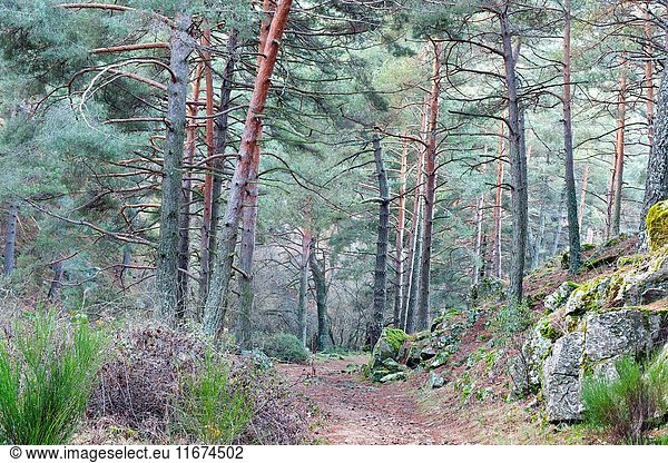Hornillo road in the Sierra de Guadarrama. Robledondo. Madrid. Spain. Europe.