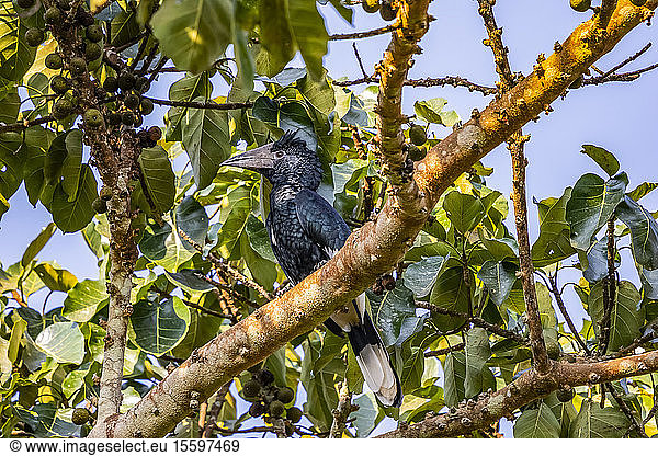 Hornvogel (Bucerotidae)  Bigodi Wetland Sanctuary  Bwindi Impenetrable Forest; Westliche Region  Uganda