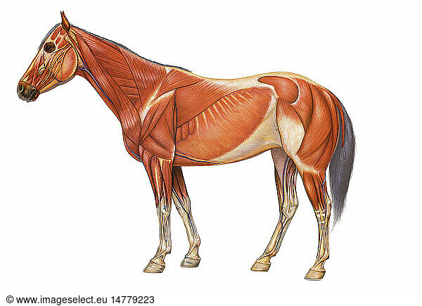 Horse anatomy drawing