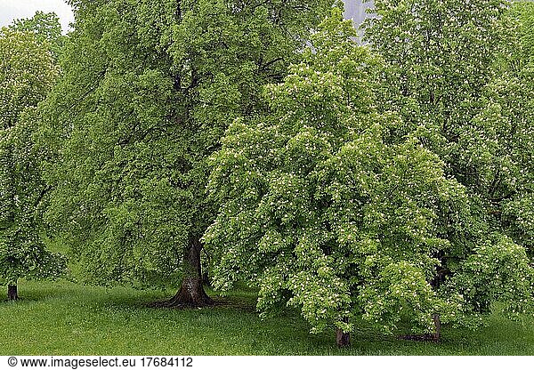 Horse chestnut (Aesculus)  trees with white inflorescence  Oberstdorf  Allgäu Alps  Allgäu  Bavaria  Germany  Europe