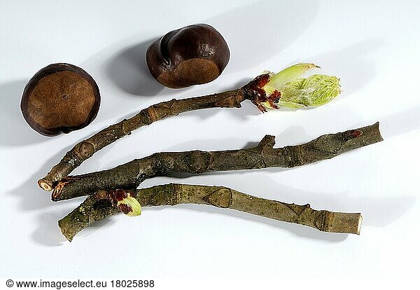 Horse chestnut  bark (Aesculus hippocastanum)  chestnut  chestnut bark  bud