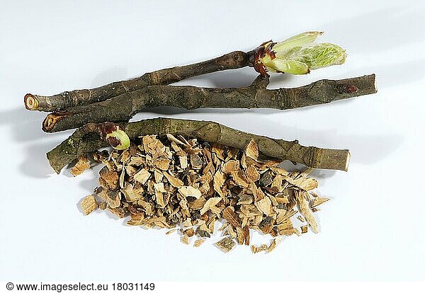 Horse chestnut  bark (Aesculus hippocastanum)  chestnut  chestnut bark  bud