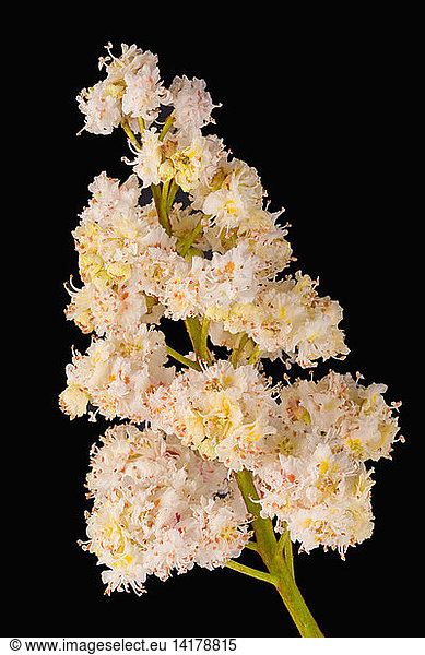 Horse-chestnut Flowers