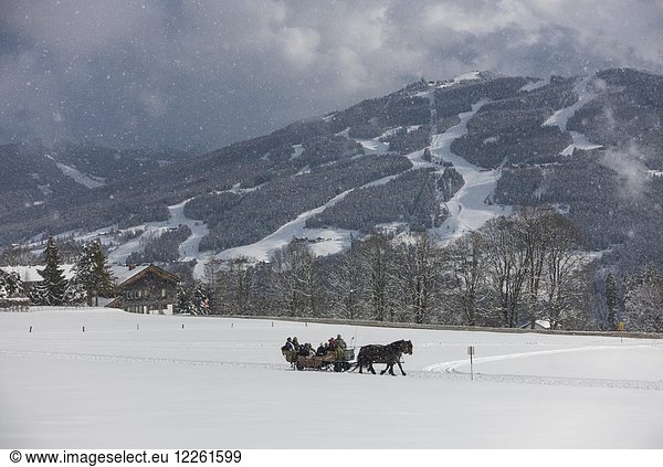 Horse-drawn carriage in snow  snowfall  near Schladming  Ramsau am Dachstein  Styria  Austria  Europe