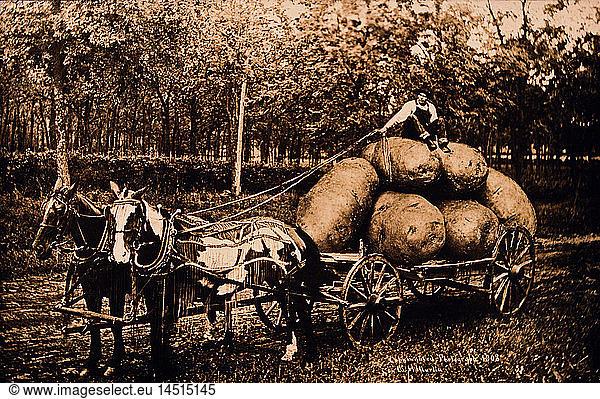 Horse-Drawn Wagon With Oversized Potatoes  1908