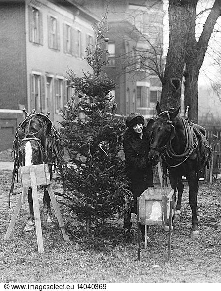 Horse Eating Beside Christmas Trees  1927-28
