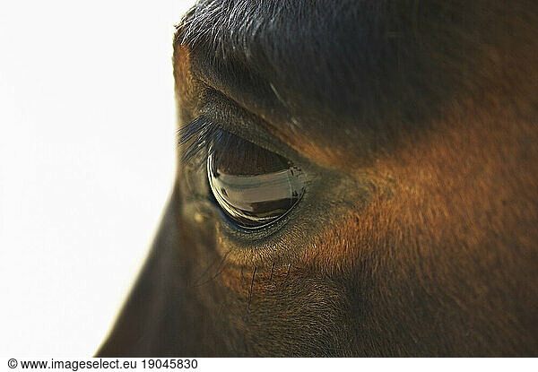 Horse eye (Mare)