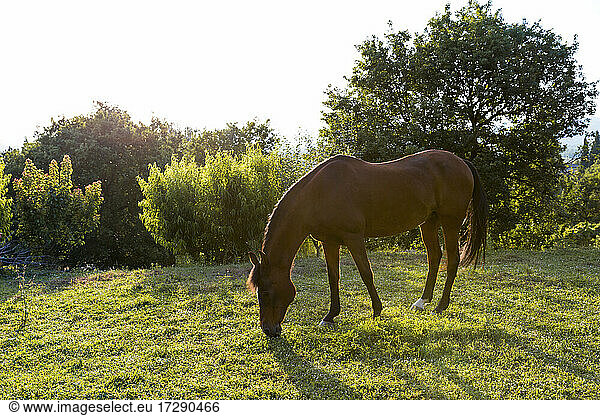 Horse grazing on sunny day