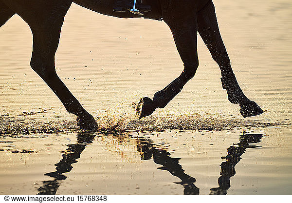 Horse hooves splashing in sunset ocean surf