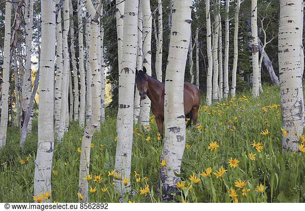 Horse in a field of wildflowers and aspen trees. Uinta Mountains  Utah.