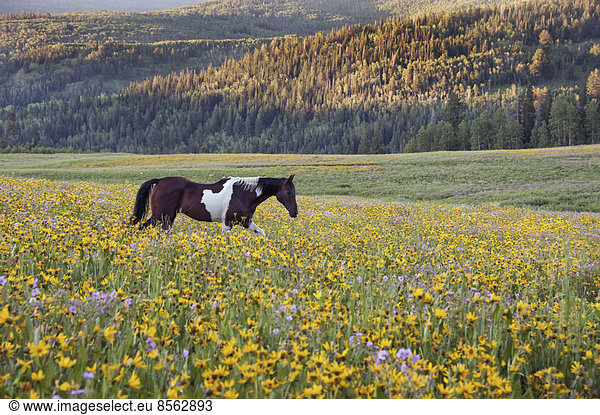 Horse in a field of wildflowers. Uinta Mountains  Utah.