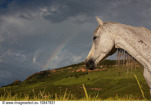 Horse looking out at rainbow and mountain