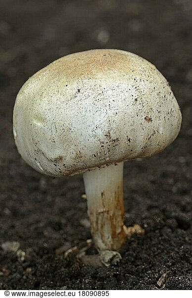 Horse mushroom  North Rhine-Westphalia  sheep mushroom  white anise mushroom (Agaricus arvensis)  white anise fungus  sheep fungus  Germany  Europe