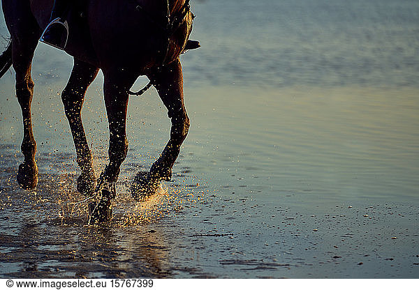 Horse running splashing in ocean surf