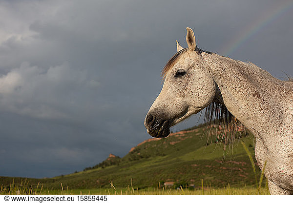 Horse standing in field with rainbow