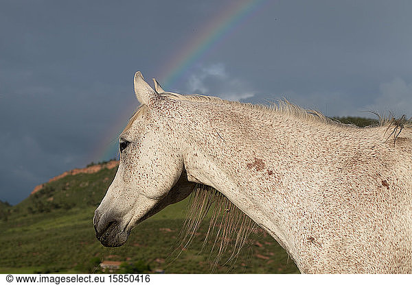 Horse standing in field with rainbow behind him