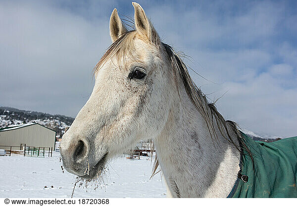 Horse standing in snowy field with barn in background