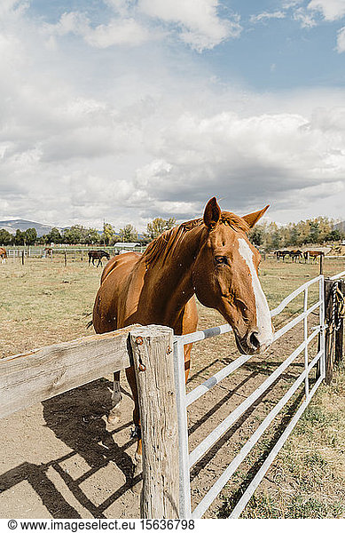 Horse standing on a corral