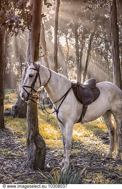 Horse tied at tree trunk in the woods