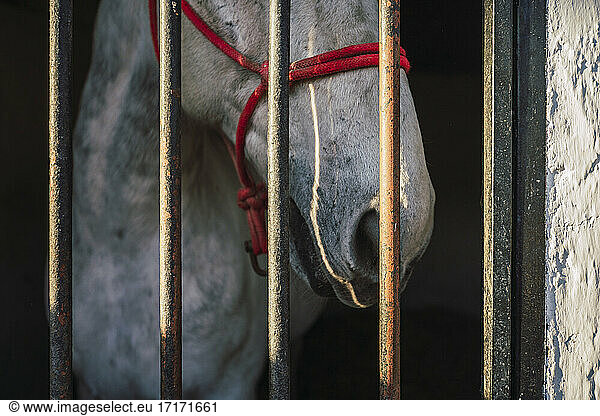 Horse wearing bridle standing by gate in stable
