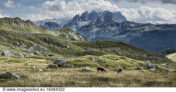 Horses grazing at Pale di San Martino  Dolomites  Italy