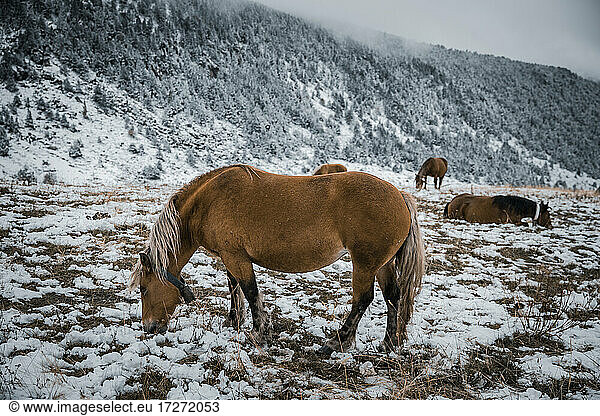 Horses grazing in agriculture field during winter