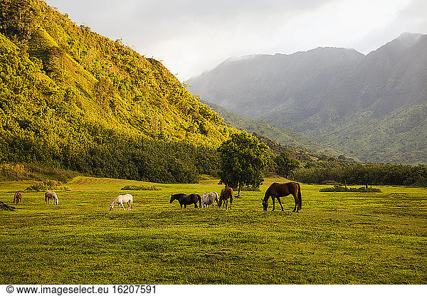 Horses grazing in field at sunset  Kauai  Hawaii