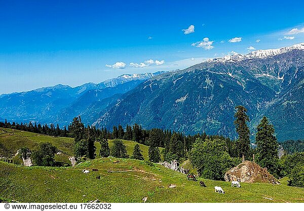 Horses grazing in Himalayas mountains. Himachal Pradesh  India  Asia
