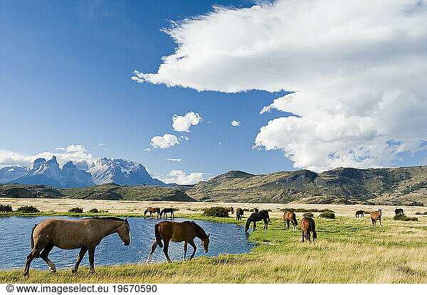 Horses grazing near a lake in Las Torres National Park  Chile.