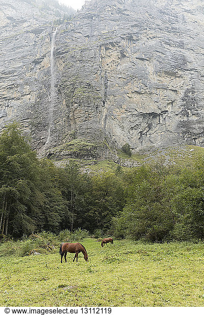 Horses grazing on field by huge rock