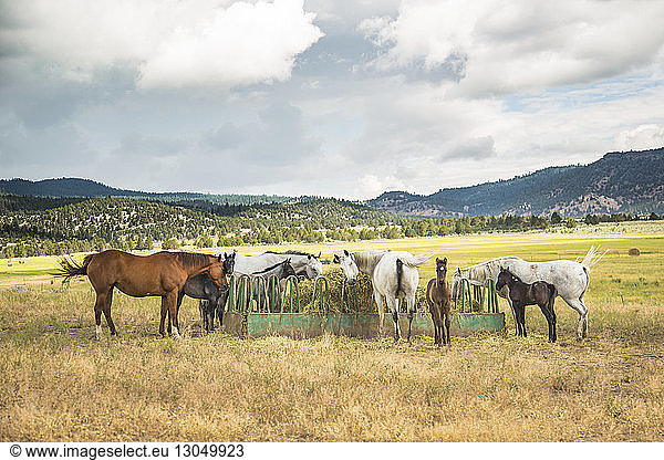 Horses grazing on field by mountains against cloudy sky