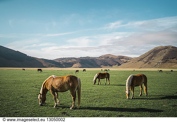 Horses grazing on field by mountains against sky