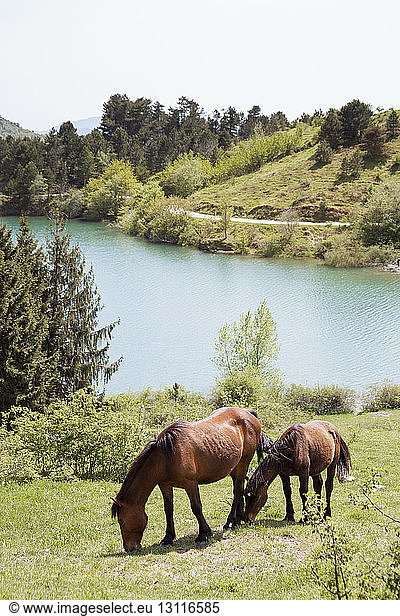 Horses grazing on field by river