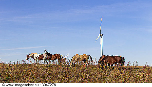 Horses grazing on field with wind turbine against sky