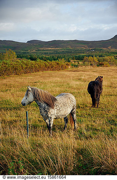 Horses grazing on golden meadow at hillside
