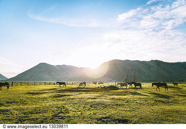 Horses grazing on grassy field against mountains and sky