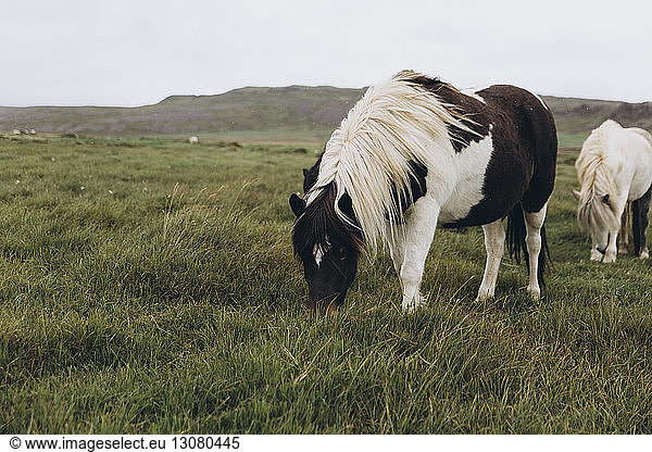 Horses grazing on grassy field against sky