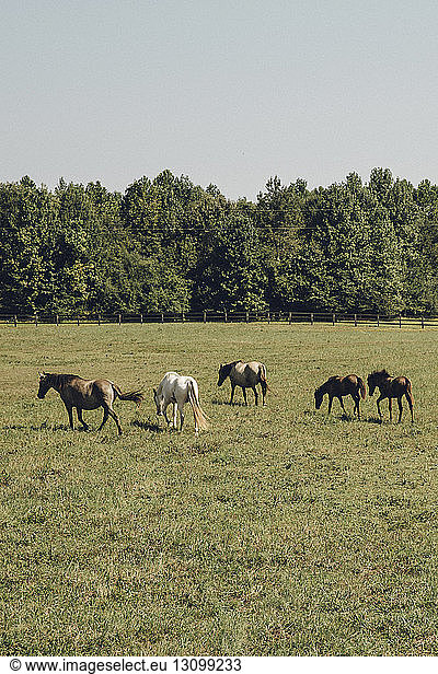 Horses grazing on grassy field against sky during sunny day