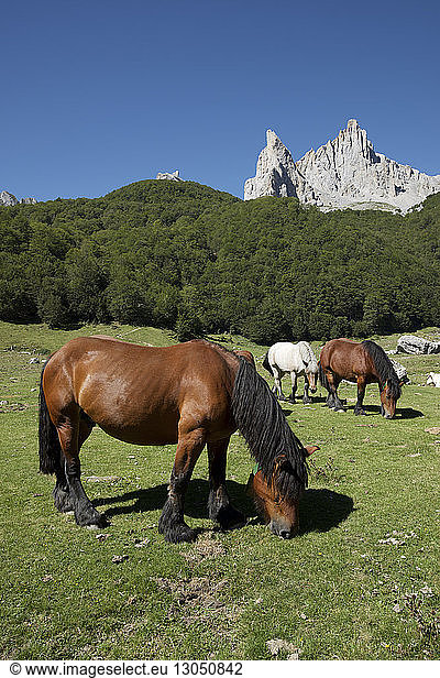 Horses grazing on grassy field at Lescun Valley during sunny day