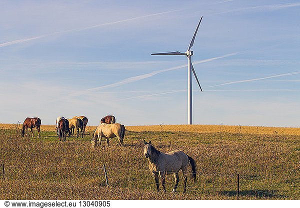 Horses grazing on grassy field with wind turbine against sky