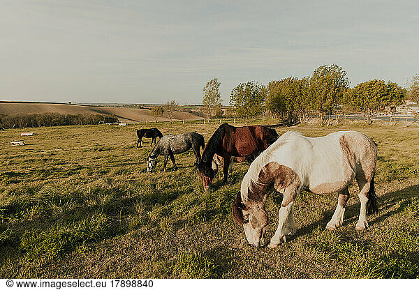 Horses grazing together at field on sunny day