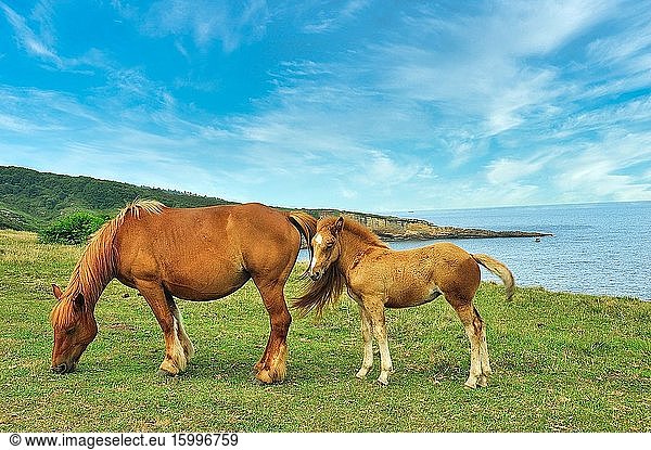 Horses in the Basque coast. Hondarribia town  Guipuzcoa province  Spain
