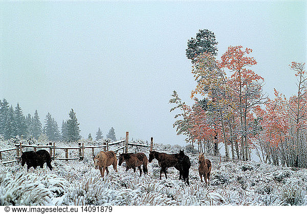 Horses in Winter Landscape