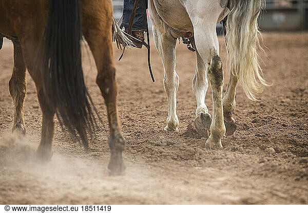 Horses kick up dust in the ring at the Arizona black rodeo