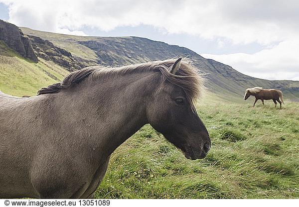 Horses on field against mountains