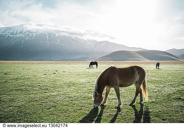 Horses on field against snowcapped mountains
