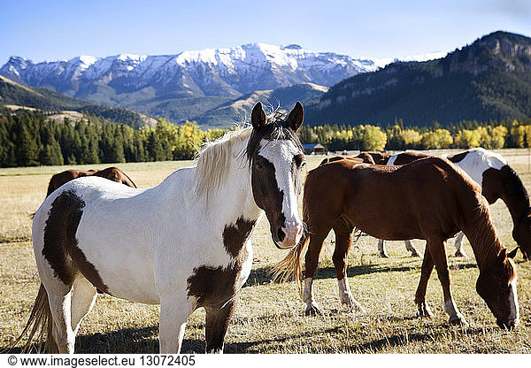 Horses on field against snowcapped mountains